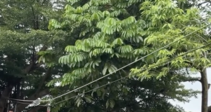 Diserbu Pengunjung, Flying Fox Damkar Purbalingga Ramaikan CFD